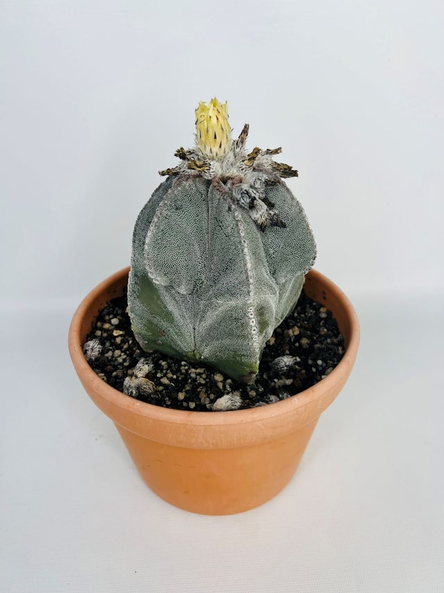 Substrat cactus 5l Fleur — BRYCUS